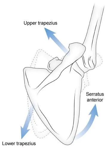 Illustration of scapular upwards rotation